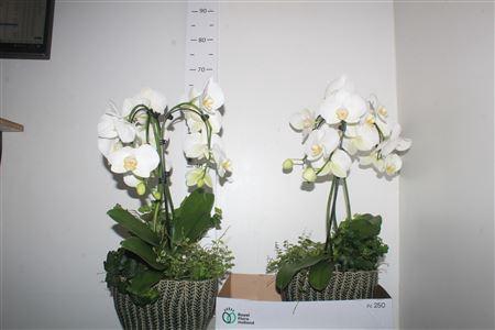 <h4>Arr Orchidee Umbrella 3 Tak + Hed/ficu In Keramiek</h4>