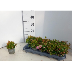 GAULTH PROCUMBENS