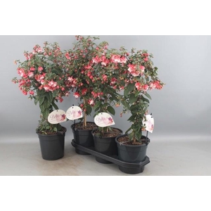 FUCHSIA OV