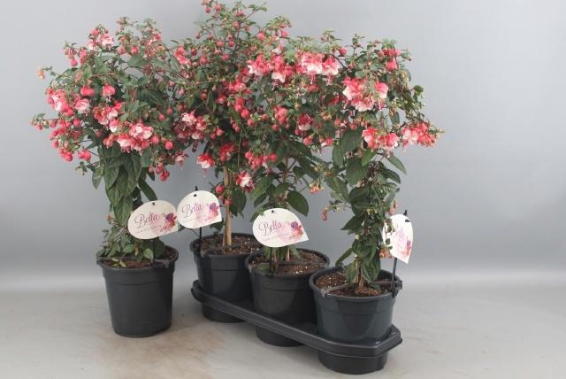<h4>FUCHSIA OV</h4>