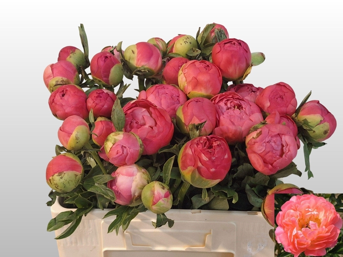 <h4>PAEO CORAL SUNSET</h4>