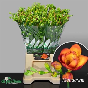 Freesia du Mandarine