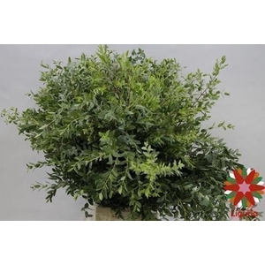 Leaf eucalyptus parvifolia per bunch