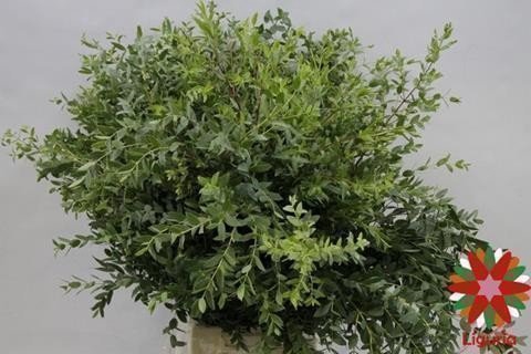 <h4>Leaf eucalyptus parvifolia per bunch</h4>