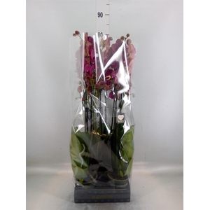 Phalaenopsis  'Ant Montreux'