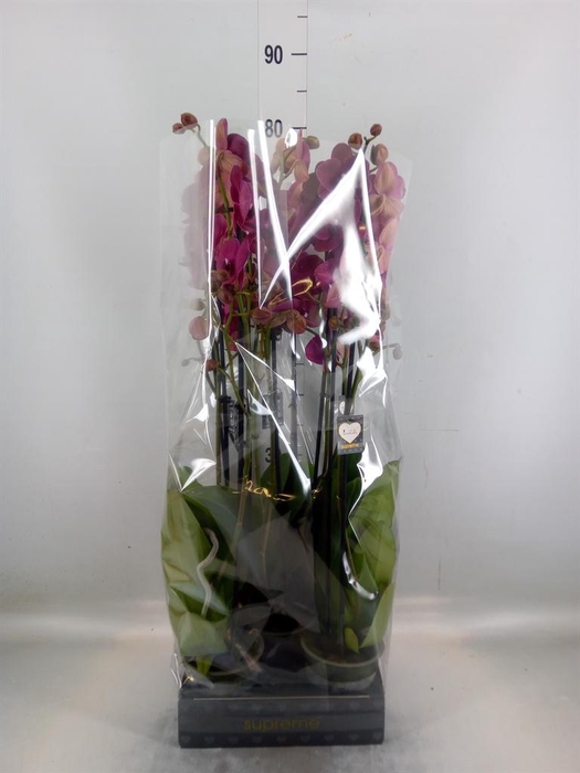 <h4>Phalaenopsis  'Ant Montreux'</h4>