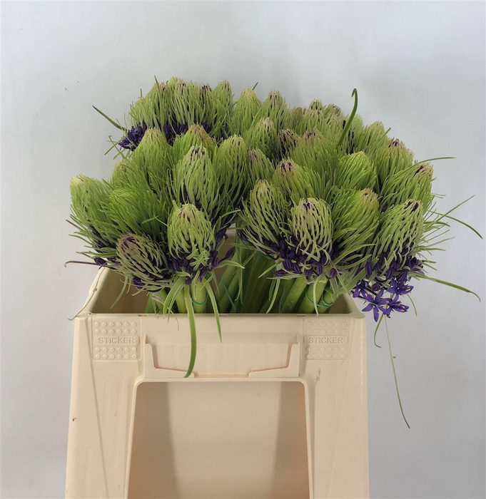 <h4>Scilla Peruviana</h4>