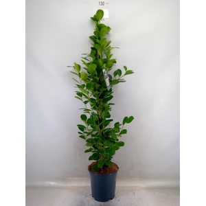 Ficus microcarpa 'Moclame'