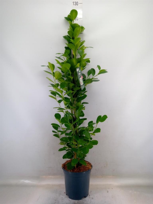 <h4>Ficus microcarpa 'Moclame'</h4>