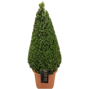 Buxus sempervirens Pyramiden p24 (th) 70-+ ©