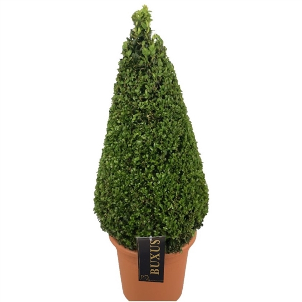 <h4>Buxus sempervirens Pyramiden p24 (th) 70-+ ©</h4>