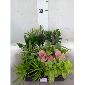 Planten  ..mix