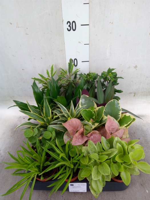 <h4>Planten  ..mix</h4>