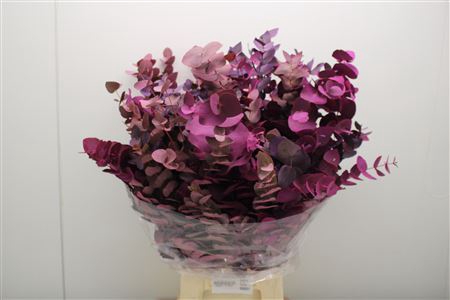 Euc Cinerea Porpora