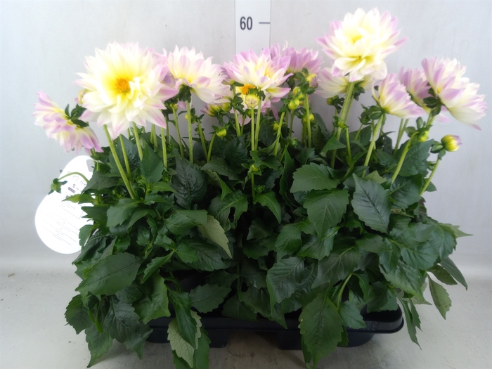 <h4>Dahlia DE 'XXL Aztec'   ...patio</h4>