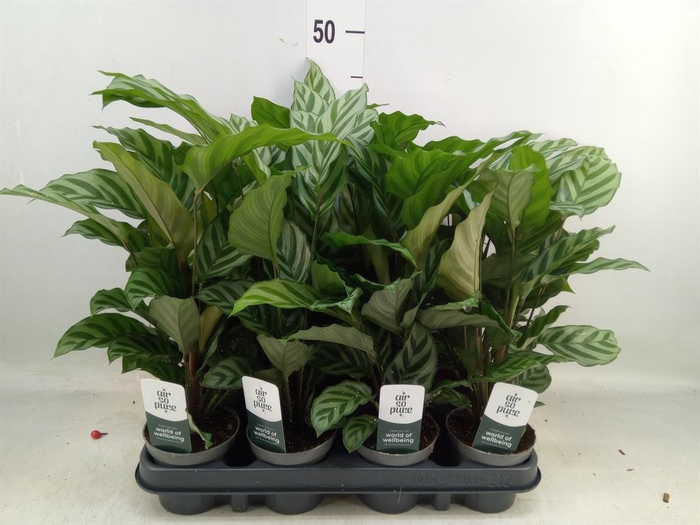 <h4>Calathea  'Freddie'</h4>