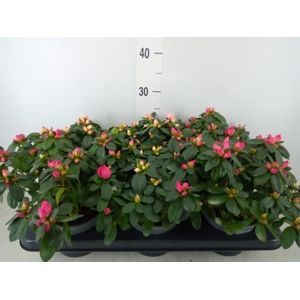 Rhododendron sim. 'Hellmut V' .mix