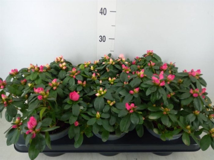 <h4>Rhododendron sim. 'Hellmut V' .mix</h4>