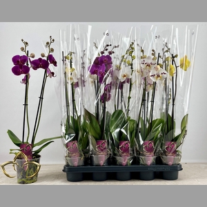 PHAL GEM