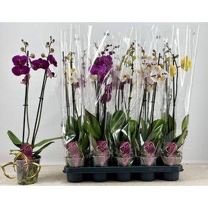 PHAL GEM