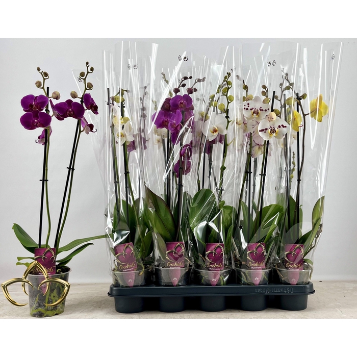<h4>PHAL GEM</h4>