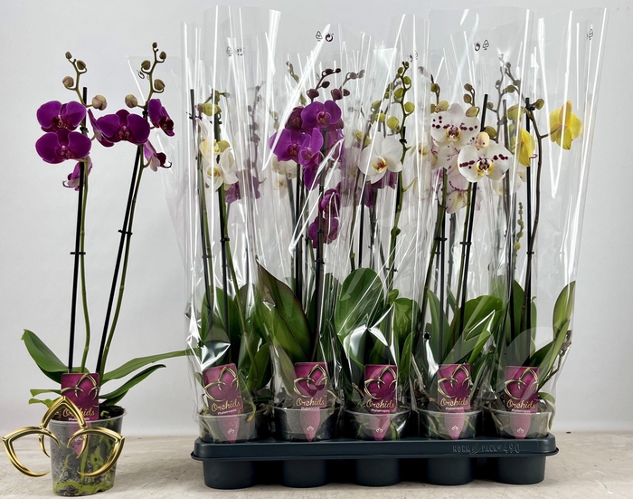 PHAL GEM