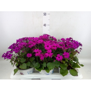Pericallis cr. 'Mandala Magenta'