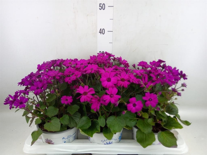 <h4>Pericallis cr. 'Mandala Magenta'</h4>
