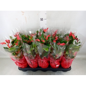 Anthurium  'Trillions Red'