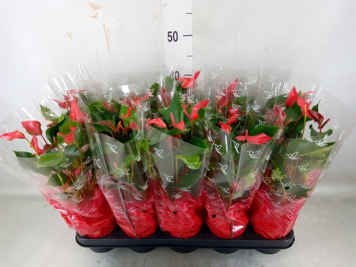 <h4>Anthurium  'Trillions Red'</h4>