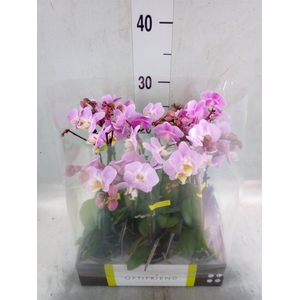 Phalaenopsis multi.   ...rose