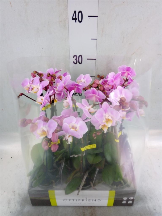 <h4>Phalaenopsis multi.   ...rose</h4>