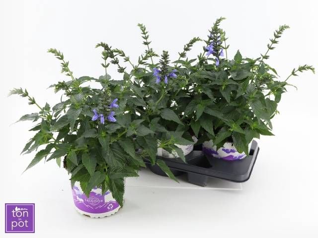 <h4>SALVIA LAKE COMO</h4>
