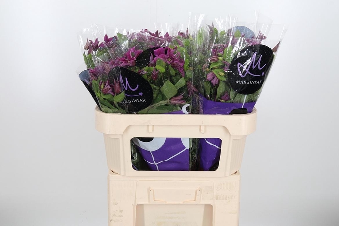 <h4>Clem Amazing Kyiv</h4>