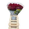Dianthus Br Kiwi Dark Red