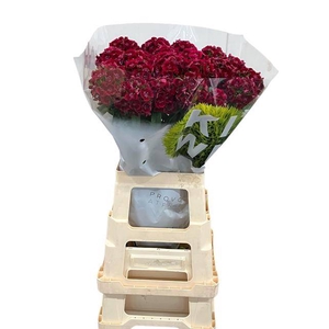 KIWI DARK RED 65 OLIJ EXCLUSIVE