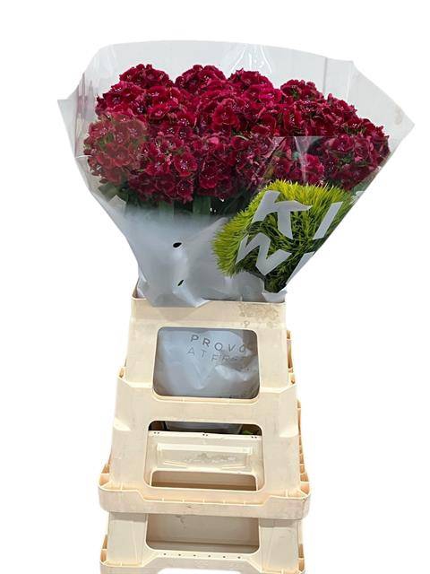 <h4>KIWI DARK RED 65 OLIJ EXCLUSIVE</h4>