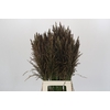 Panicum Umbrella
