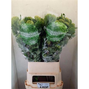 Viburnum Roseum St 100cm 4 Hd