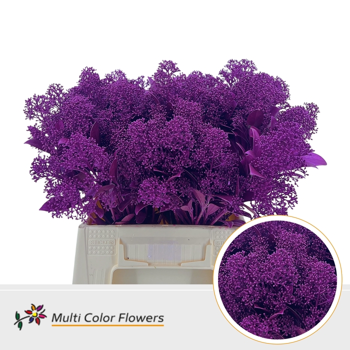 <h4>Skimmia Metallic Erica</h4>