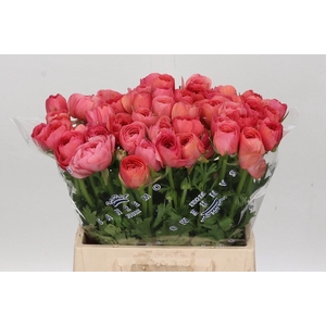 Ranunculus Clooney Fragolino Extra