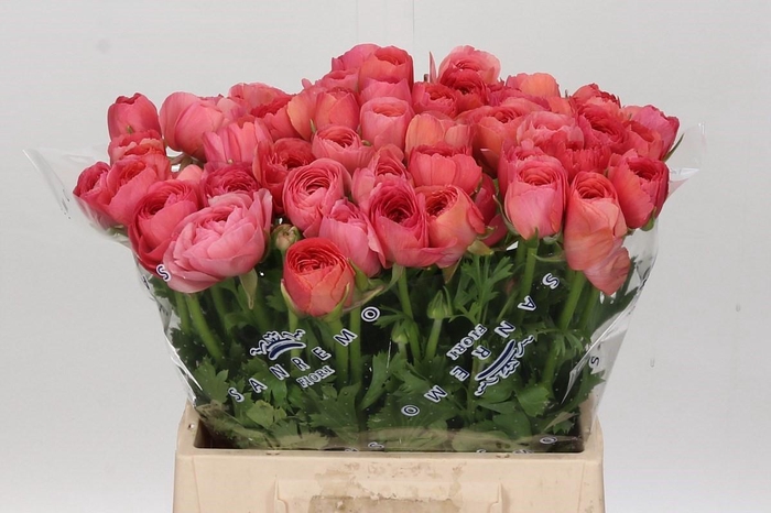<h4>Ranunculus Clooney Fragolino Extra</h4>