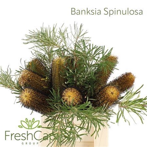 Banksia Spinulosa