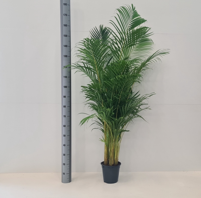 <h4>DYPSIS LUTESCENS</h4>
