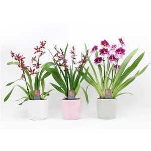 Inca Orchid mix 2-3 spike Surfaces ceramic