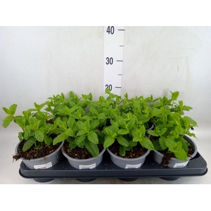 Mentha spicata