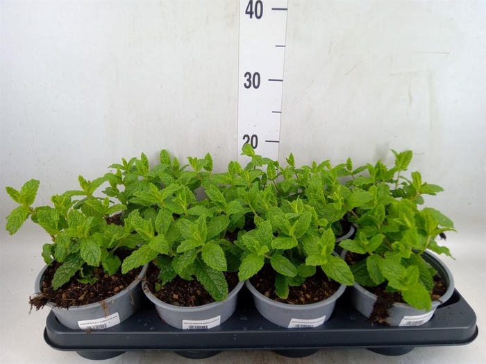 <h4>Mentha spicata</h4>