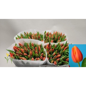 TU EN PR CATH-AMALIA