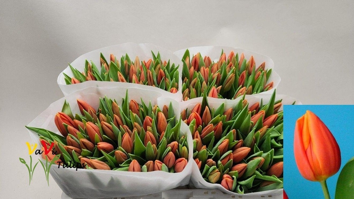 <h4>TU EN PR CATH-AMALIA</h4>