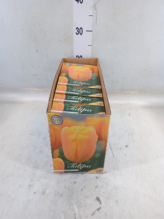 <h4>Tulipa   ...flowerbulbs</h4>